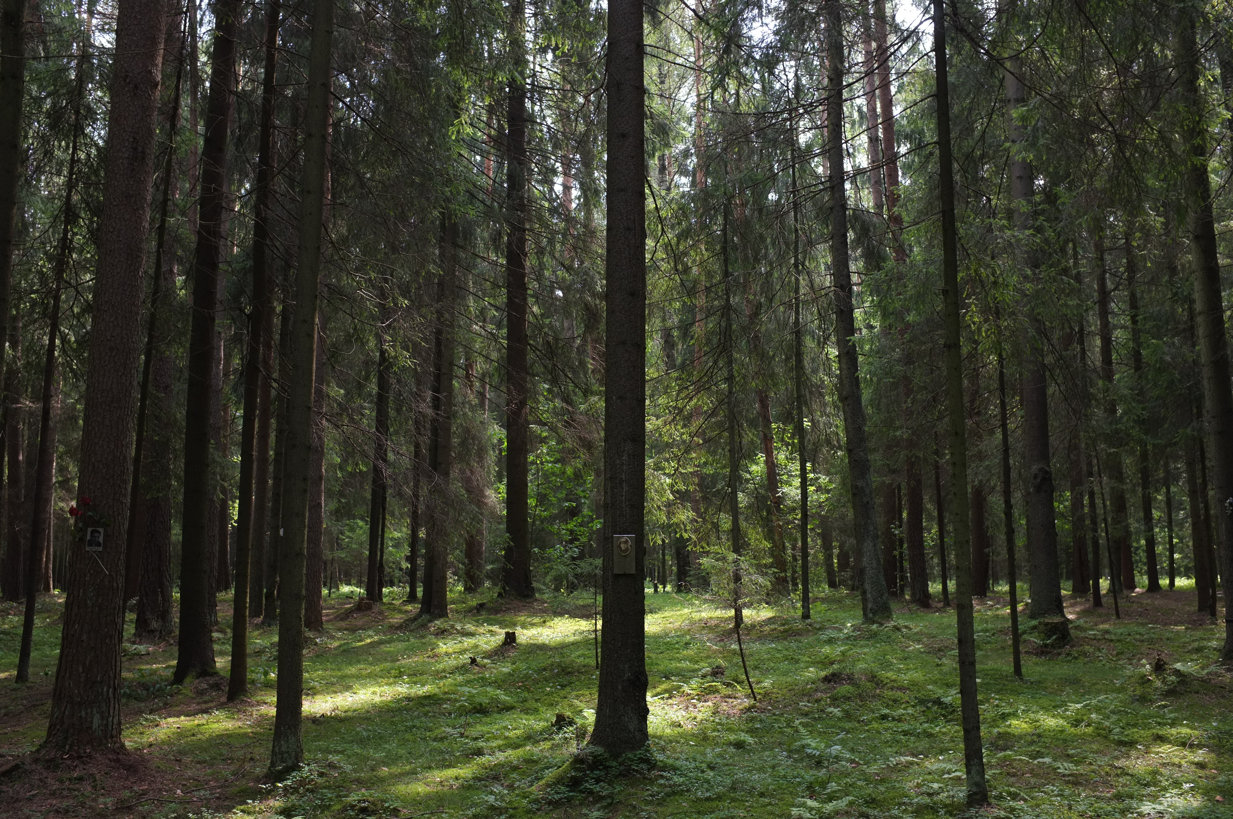 Левашовская пустошь.
